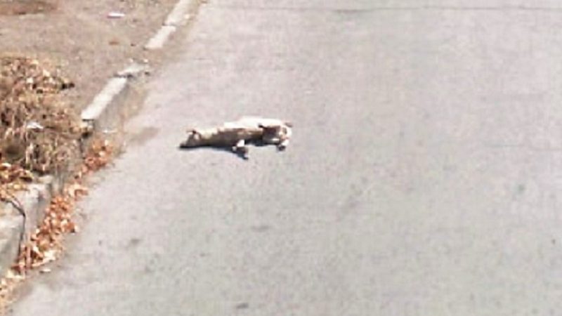 Cane travolto da decine di auto: scena straziante