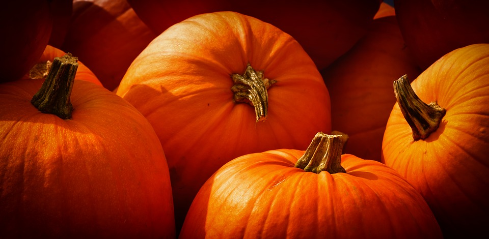 Cosa fare a Novara e Provincia (e Vco): gli eventi del weekend 15-16 ottobre