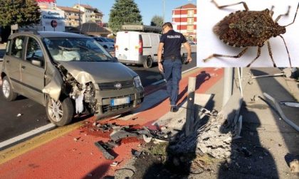 Si schianta contro un palo per scacciare una cimice