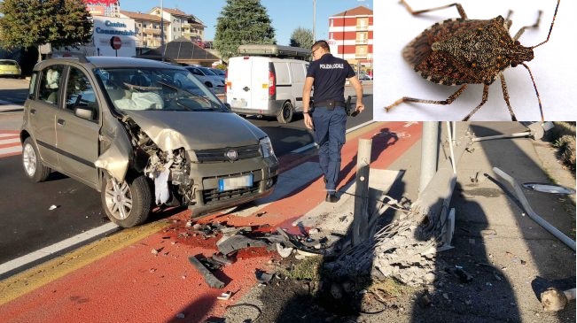 Si schianta contro un palo per scacciare una cimice