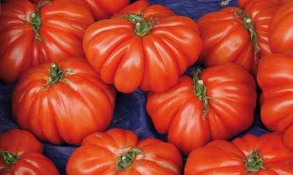 Clorpirifos nei pomodori italiani. Sulle nostre tavole pesticida che danneggia il cervello