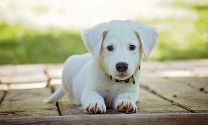 Microchip per cani, Icardi: "Piemonte tariffa più bassa che in altre regioni"