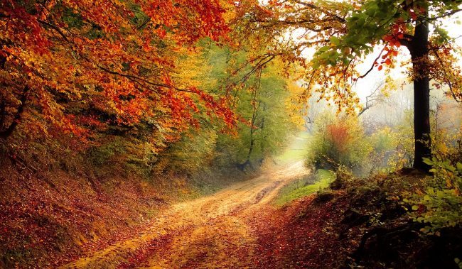 I colori dell’autunno: cos’è e dove trovare la magia del foliage