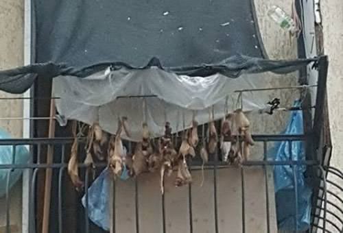 Bistecche stese al posto del bucato