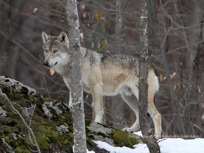 Testa di lupo mozzata sul cartello stradale