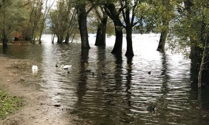 Cantine e garage allagati ad Arona ma il lago non esonderà