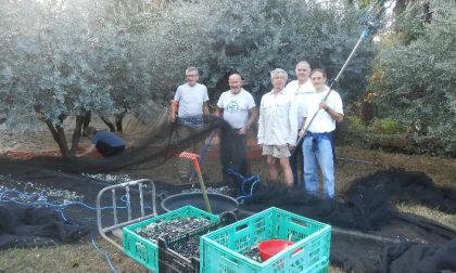 Riportano gli uliveti nel Vergante: l'esperimento a Lesa