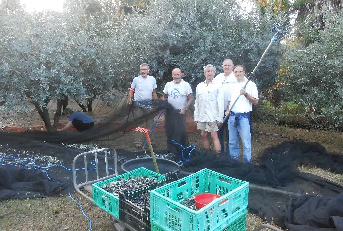 Riportano gli uliveti nel Vergante: l’esperimento a Lesa
