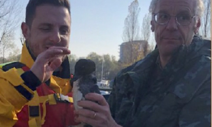 Arona salvata rara "anatra quattrocchi" ferita
