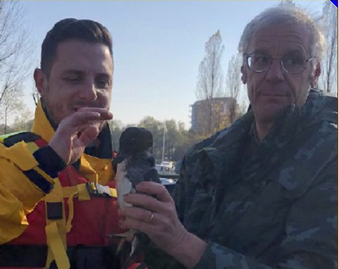 Arona salvata rara “anatra quattrocchi” ferita