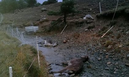 Asini morti e maltrattati: la denuncia di un allevamento lager