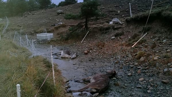 Asini morti e maltrattati: la denuncia di un allevamento lager