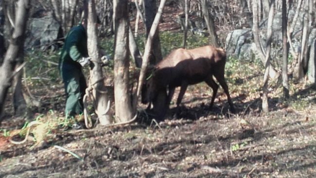 Cervo impigliato in una rete di plastica liberato VIDEO