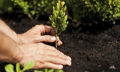 Adotta un albero è un successo: ottimi risultati per l'iniziativa di Legambiente