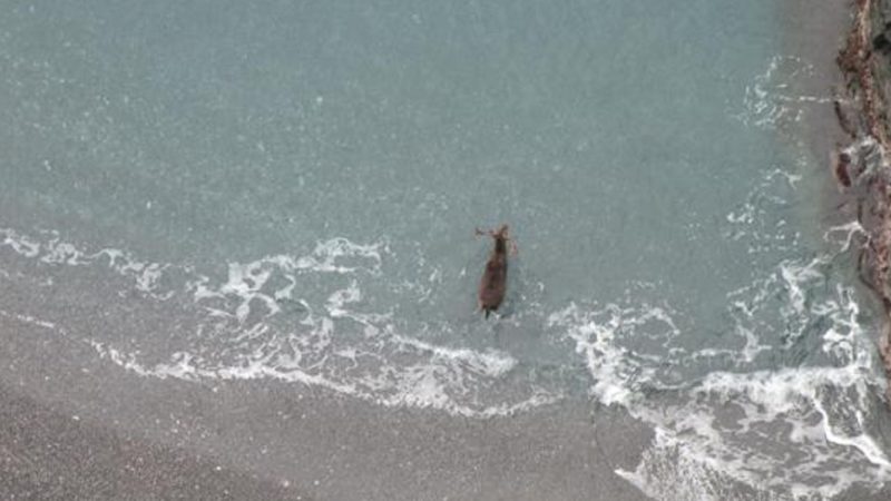 Daino nuota fino all’isola di San Giulio