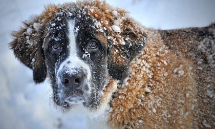 Piemonte nasce l’elenco regionale dei Dog Sitter: ecco come iscriversi