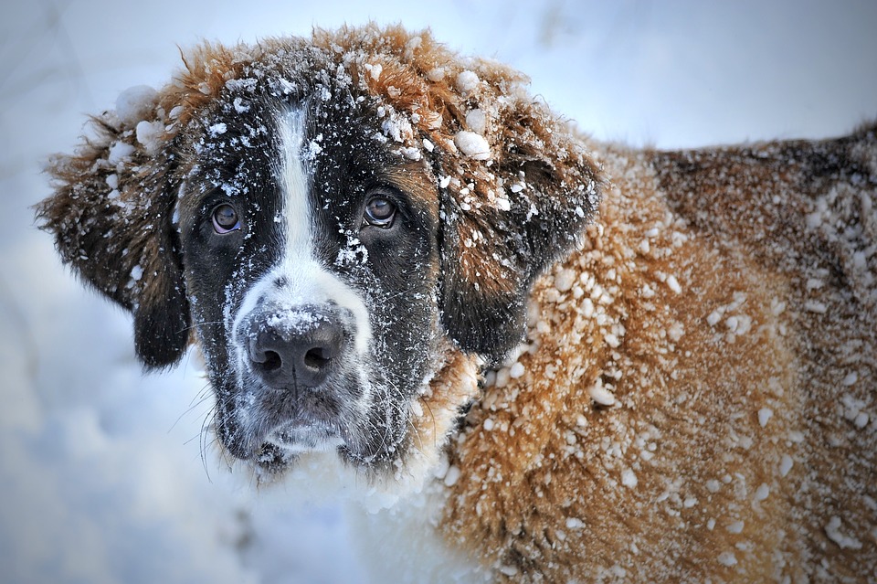 Piemonte nasce l’elenco regionale dei Dog Sitter: ecco come iscriversi