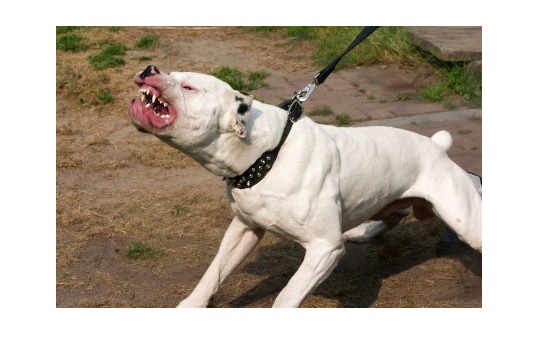 Meina donna azzannata dal cane del figlio