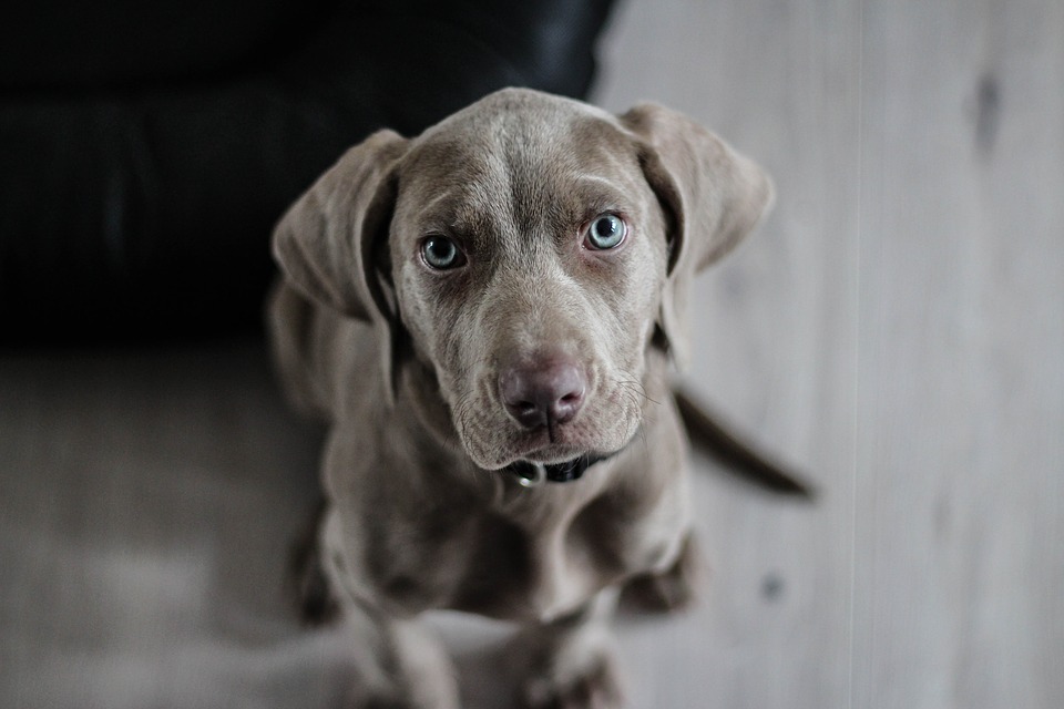 Raccolta alimentare per cani e gatti bisognosi nei punti vendita Novacoop
