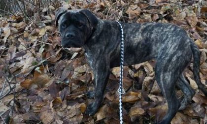 Cane smarrito tra Oleggio Castello e Comignago, di chi è?