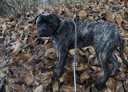 Cane smarrito tra Oleggio Castello e Comignago, di chi è?