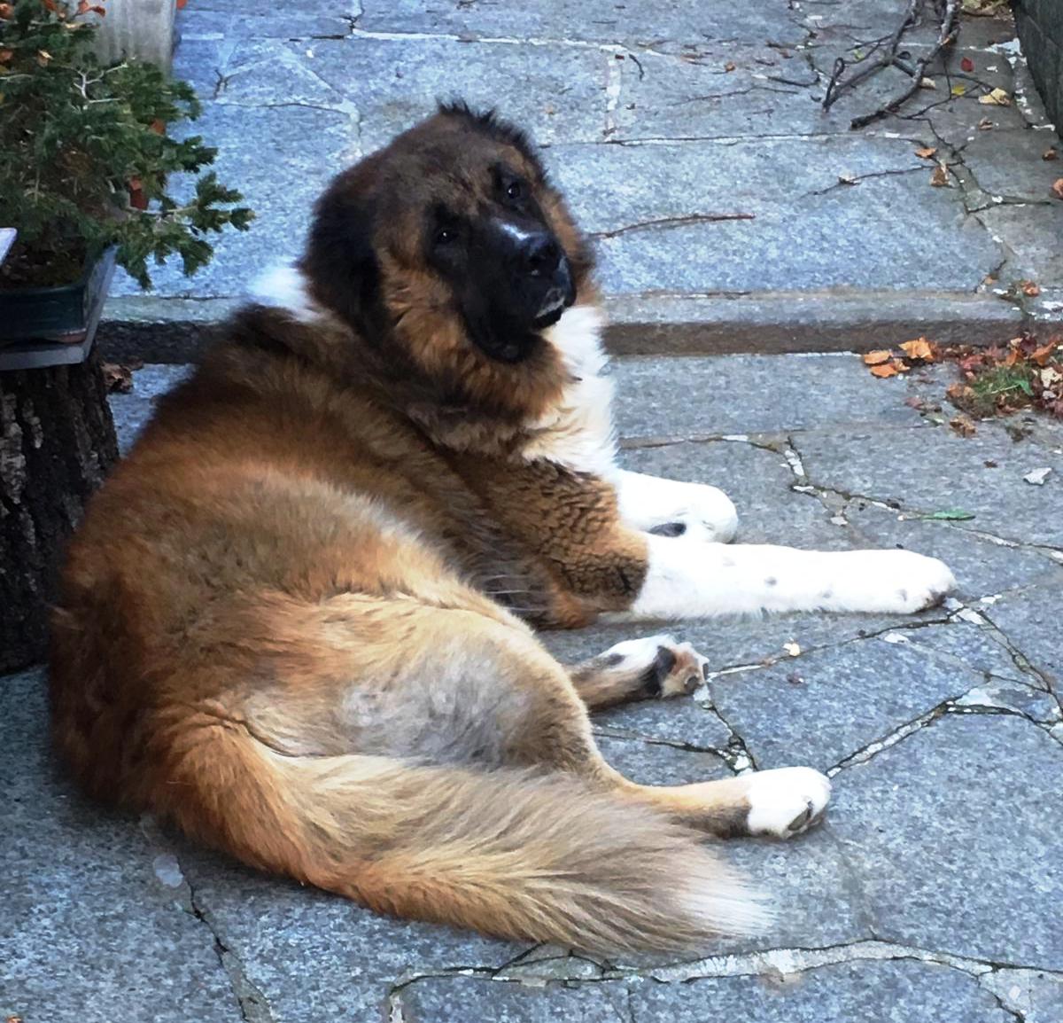 Pastore del Caucaso sbrana un altro cane di piccola taglia ed azzanna il proprietario
