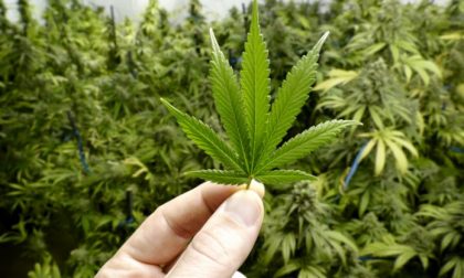 Novarese arrestato con un chilo di "maria"