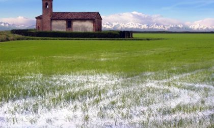 Non c'è abbastanza acqua per le coltivazioni: Est Sesia dichiara lo stato d'emergenza