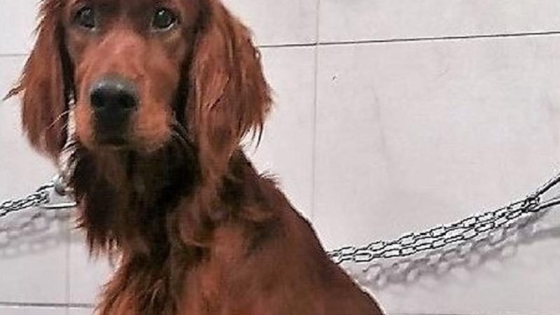 Cane sparito: ricompensa record di 5mila euro a chi lo trova