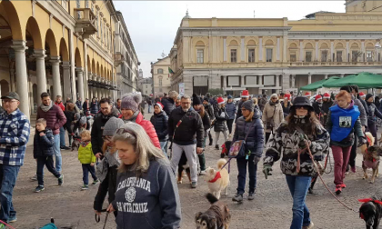 Cani e gatti non sono regali natalizi, l'appello della Lida alla decima Stracanina novarese