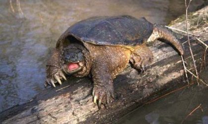 Tartaruga azzannatrice abbandonata nel parco di Villa Pallavicino