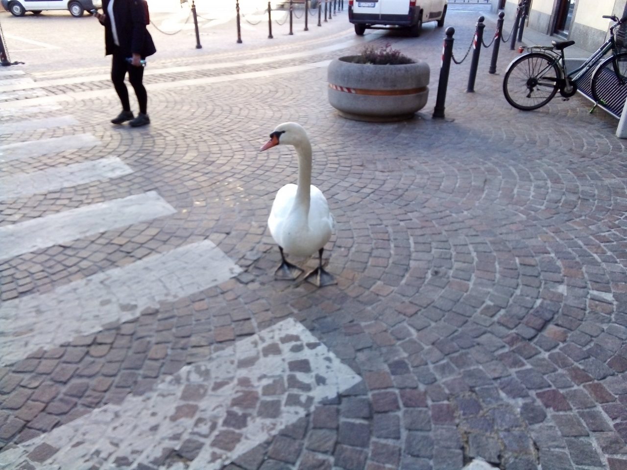 Cigno girovago nel centro storico di Arona