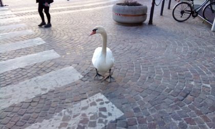 Cigno girovago nel centro storico di Arona