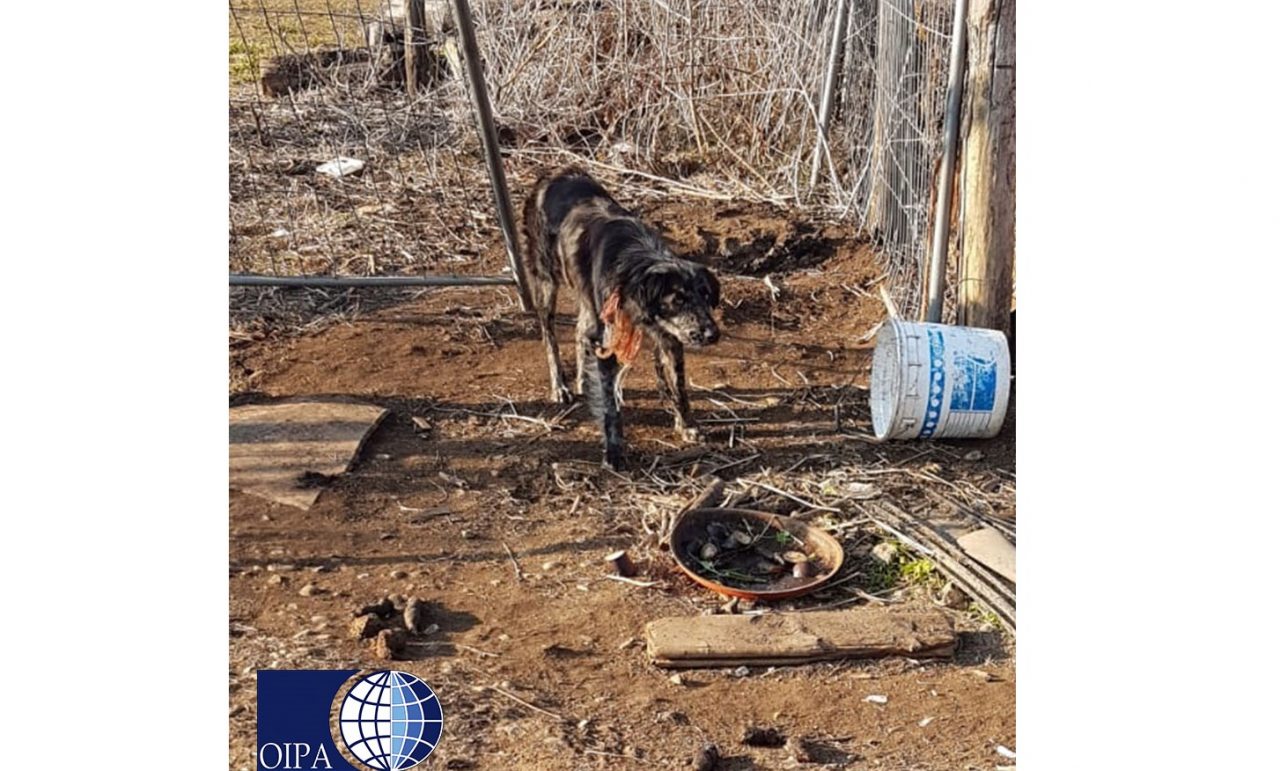 Varese, cane alla catena tra feci e rifiuti: liberato dalle guardie zoofile VIDEO