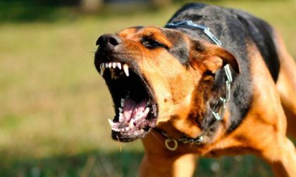 Verbania donna aggredita da un cane, agli eredi risarcimento da 200mila euro