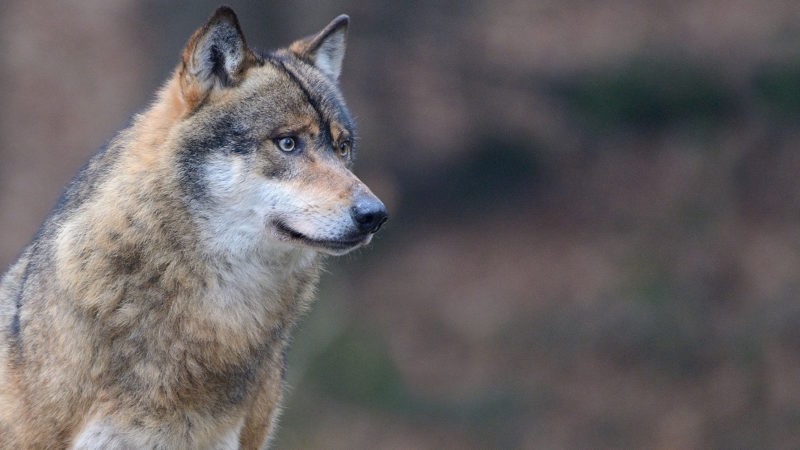 Protezioni ridotte per i lupi, Preioni e Panza: “Si potrà intervenire in modo più mirato”
