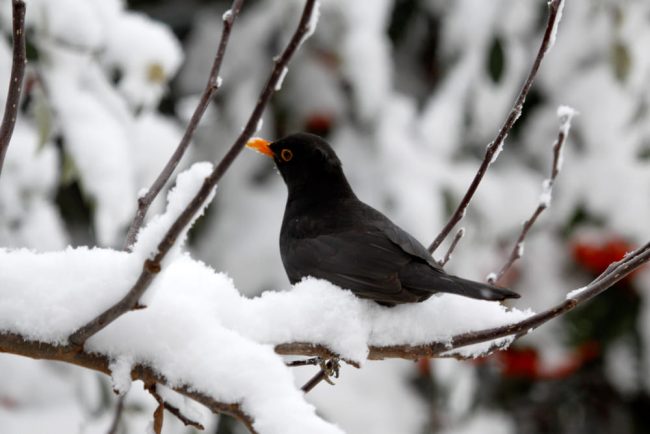 Giorni della merla: ecco perché si chiamano così