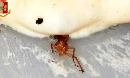 Incredibile a Torino: scarafaggi nella pizza a domicilio