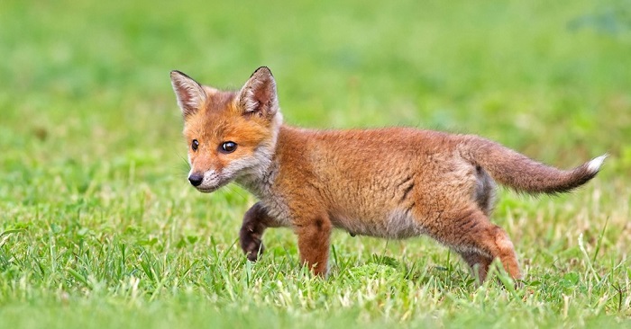 Rifugio Miletta prepara petizione contro la caccia alla volpe in tana