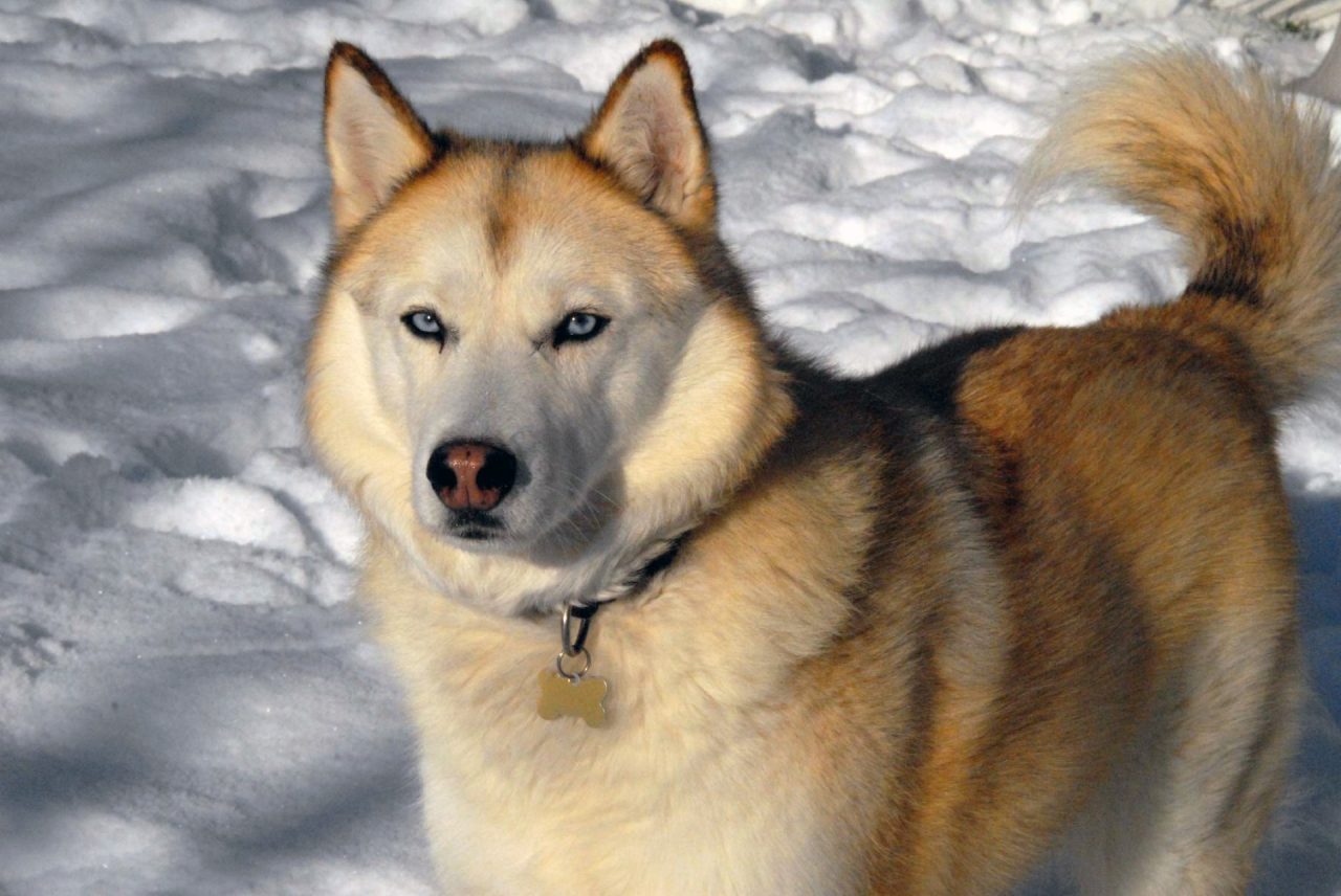 Siberian Husky, il raduno in Valle Vigezzo