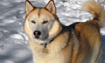 Siberian Husky, il raduno in Valle Vigezzo