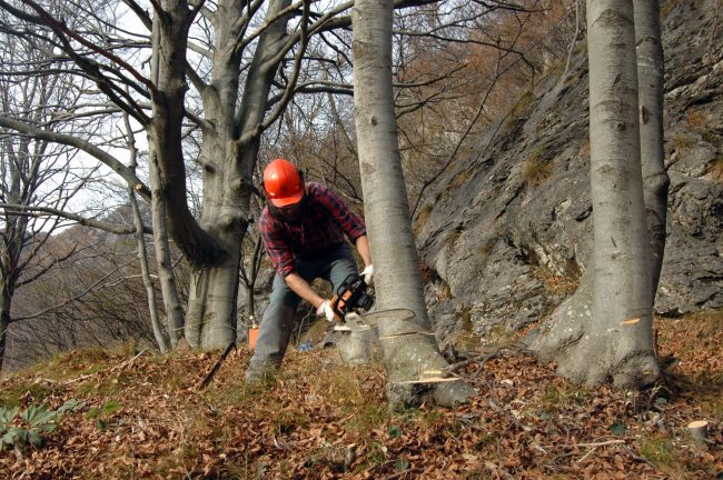 Concorso Regione Piemonte: 20 operai forestali a tempo indeterminato