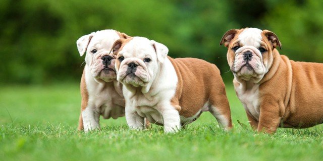 Bulldog day: una giornata dedicata a una razza canina e per sostenere l’Enpa