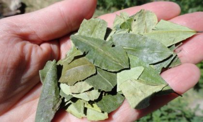 Foglie di coca in valigia: «Le uso come tisana»