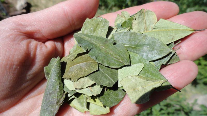 Foglie di coca in valigia: «Le uso come tisana»