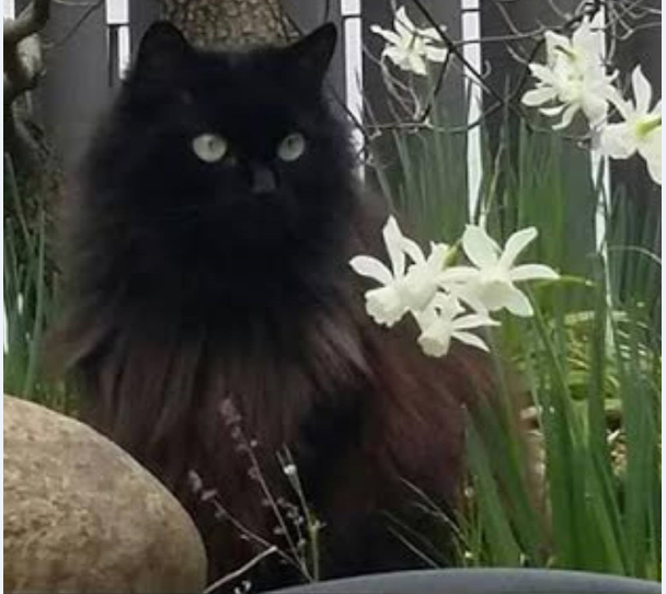 Gatta smarrita ad Arona in viale Baracca