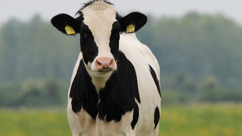 Blue Tongue: in arrivo il nuovo piano vaccinale