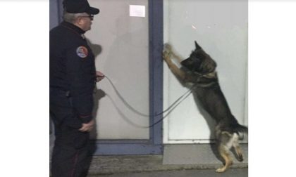 Cane Quark scopre spacciatore a Novara