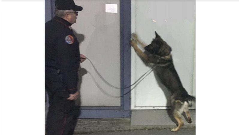 Cane Quark scopre spacciatore a Novara