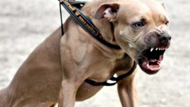 Novara ragazzo azzannato alla gola dal pitbull del padre